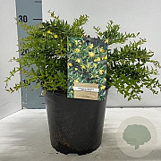 Berberis frikartii 'Amstelveen' 25-30 cm 2,0L