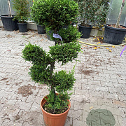 Cupressocyparis leylandii pompom container