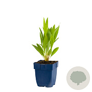 Echinacea pallida GM  P11