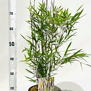 Fargesia nitida 'Black Pearl' 40-60 cm 5,0L