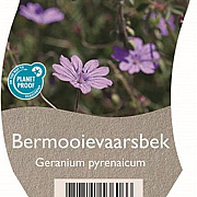 Geranium pyrenaicum GM  P11
