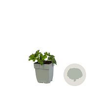 Geranium Rozanne GM  P11