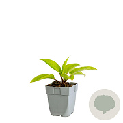 Hosta 'Purple Heart' GM  P11