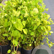 Hydrangea a. 'Annabelle' 40-50 cm 3,0L