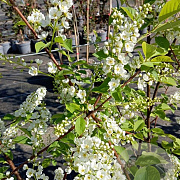 Prunus padus 'Le Thoureil' 175-200 cm 20L