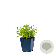 Silene u. 'Weisskehlchen' GM  P11