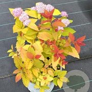 Spiraea Double Play Big Bang 25-35 cm 3,0L