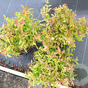 Spiraea jap. 'Anthony Waterer' 20-30 cm 3,0L