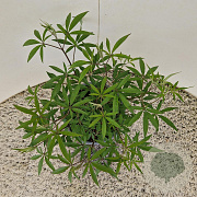 Vitex agnus-castus 'Albus' 25-30 cm 3,0L