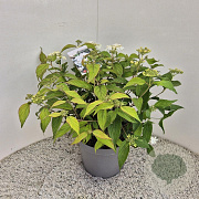 Viburnum plic. 'Watanabe' 40-45 cm 7,5L