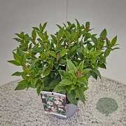 Viburnum tinus 25-30 cm 2,5L