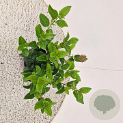 Viburnum tin. Lisarose 25-30 cm 2,5L
