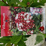 Viburnum tin. Spirit 25-30 cm 2,5L