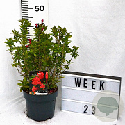 Weigela Picobella Rosso 30-40 cm 3,0L