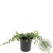 Vinca minor GM C1.3