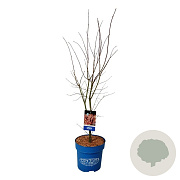 Acer North Wind 100-125 cm 15L