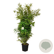 Acer palmatum 170-200 cm cont. 55L extra