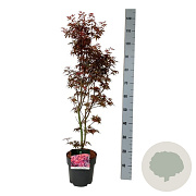Acer pal. 'Skeeter's Broom' 60-80 cm