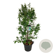 Callicarpa bod. 'Profusion' 170-200 cm cont. 55L extra
