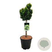 Chamaecyparis o. 'Nana Aurea' 50 cm stam 15L