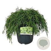 Chamaecyparis p. 'Filifera Nana' 40-50 cm 6L