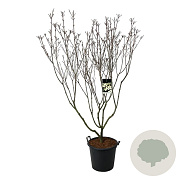 Cornus k. 'Schmetterling' 170-200 cm cont. 55L extra