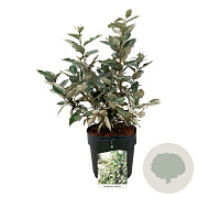Elaeagnus ebb. 'Compacta' 30-40 cm 6,5L