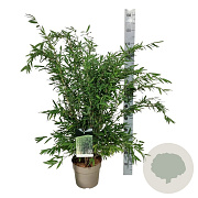 Fargesia nitida 'Gansu 95/2' 80-100 cm 6L