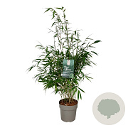 Fargesia robusta 'Pingwu' 80-100 cm 6L