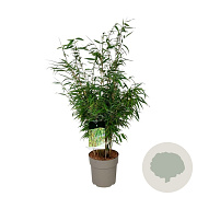 Fargesia robusta 'Tauro' 80-100 cm P27