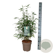 Fargesia robusta 'Wenchuan' 60-80 cm 6L
