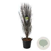 Frangula alnus Fine Line 170-200 cm cont. 55L extra