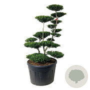 Ilex crenata 'Green Hedge' 150-175 cm cont. 230L