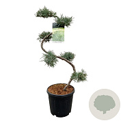 Juniperus virg. 'Grey Owl' 80 cm 15L bonsai