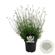 Lavandula int. Exceptional 40-50 cm 15L