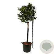 Magnolia st. 'Rosea' 120 cm stam cont. 55L extra