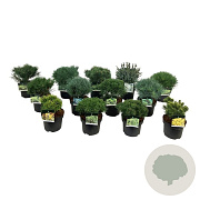 Mixlaag veredelde coniferen exclusief 25-30 cm