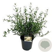 Phillyrea angustifolia 50-60 cm 6L