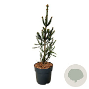 Picea a. 'Columnaris' 60-80 cm 6L