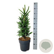 Picea a. 'Cupressina' 50-60 cm 6L