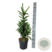 Picea a. 'Cupressina' 60-80 cm 6L
