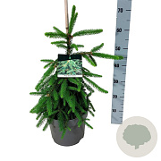 Picea a. 'Inversa' 40-50 cm 6L