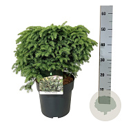 Picea a. 'Nidiformis' 40-50 cm 6L