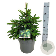 Picea a. 'Will's Zwerg' 40-50 cm 6L