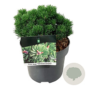 Pinus mugo 'Sherwood Compact' 15-20 cm