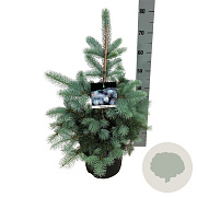 Picea pungens 'Edith' 50-60 cm 6L