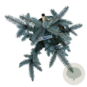 Picea pungens 'Hoopsii' 40-50 cm 6L