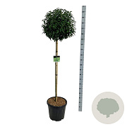 Prunus l. 'Angustifolia' 120-140 cm 30L