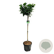 Prunus l. Etna 120-140 cm 30L