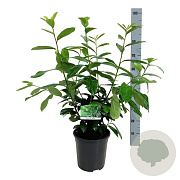 Prunus l. 'Novita' 60-80 cm 6L